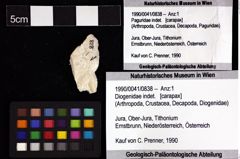 Foto (Objket + Etiketten) von Diogenidae indet. 